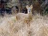 Chinese Water Deer