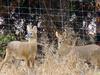 Chinese Water Deer