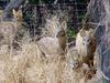 Chinese Water Deer