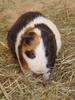 Guinea Pig