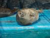 Harbor Seal