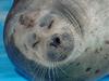 Harbor Seal