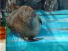 Harbor Seal