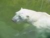 Polar Bear (Ursus maritimus)