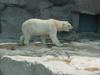 Polar Bear (Ursus maritimus)