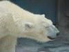 Polar Bear (Ursus maritimus)