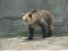 European Brown Bear