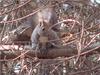 Korean Tree Squirrel