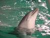 Bottlenose dolphin