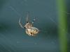 Orb Web Spider