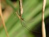 Long-jawed Spider