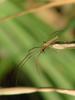 Long-jawed Spider