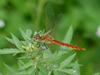 Red dragonfly