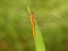 Red dragonfly