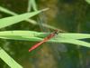 Red dragonfly