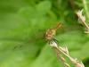 Red dragonfly