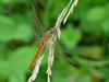 Red dragonfly