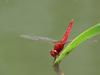 Red dragonfly