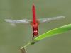 Red dragonfly