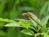 Red dragonfly