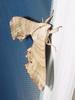 Sphinx Moth --> 등줄박각시 Marumba sperchius