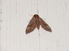 Sphinx Moth --> 머루박각시 Ampelophaga rubiginosa
