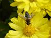 Hoverfly