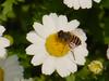 Flowers and Hoverfly