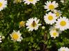 Flowers and Hoverfly