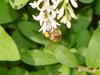 Flowers and Honeybee