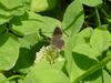 Short-tailed Blue Butterfly