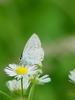 Short-tailed Blue Butterfly