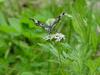 Snake-eye White Butterfly