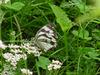 Snake-eye White Butterfly