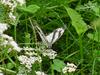 Snake-eye White Butterfly