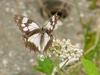 Snake-eye White Butterfly