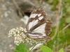 Snake-eye White Butterfly