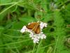 Leoninus Skipper Butterfly, Thymelicus leoninus, 줄꼬마팔랑나비(검은줄희롱나비)