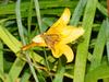 Leoninus Skipper Butterfly