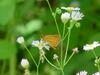 Leoninus Skipper Butterfly