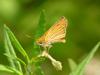 Leoninus Skipper Butterfly, Thymelicus leoninus, 줄꼬마팔랑나비(검은줄희롱나비)