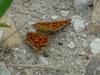 Asian Comma Butterfly