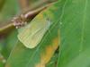 white butterfly