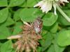 Shield bug -- 알락수염노린재 Dolycoris baccarum (Sloe Bug)