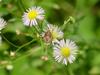 Shield bug