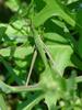 Korean long-headed grasshopper