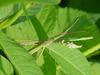 Korean long-headed grasshopper