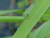 Damselfly --> 아시아실잠자리 수컷 Ischnura asiatica (Asiatic Bluetail Damselfly)