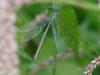 Damselfly