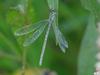 Damselfly